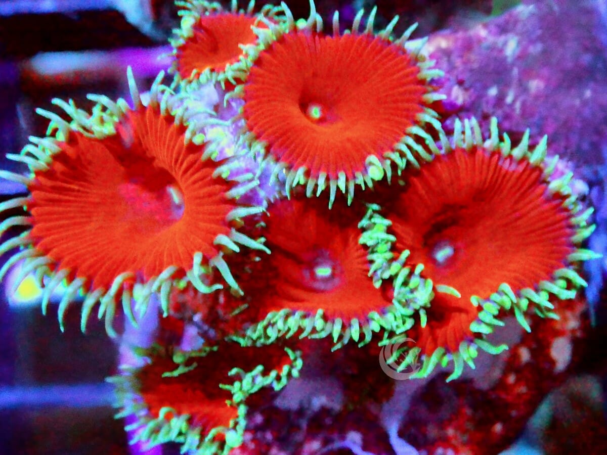 Lava Forest Zoanthids