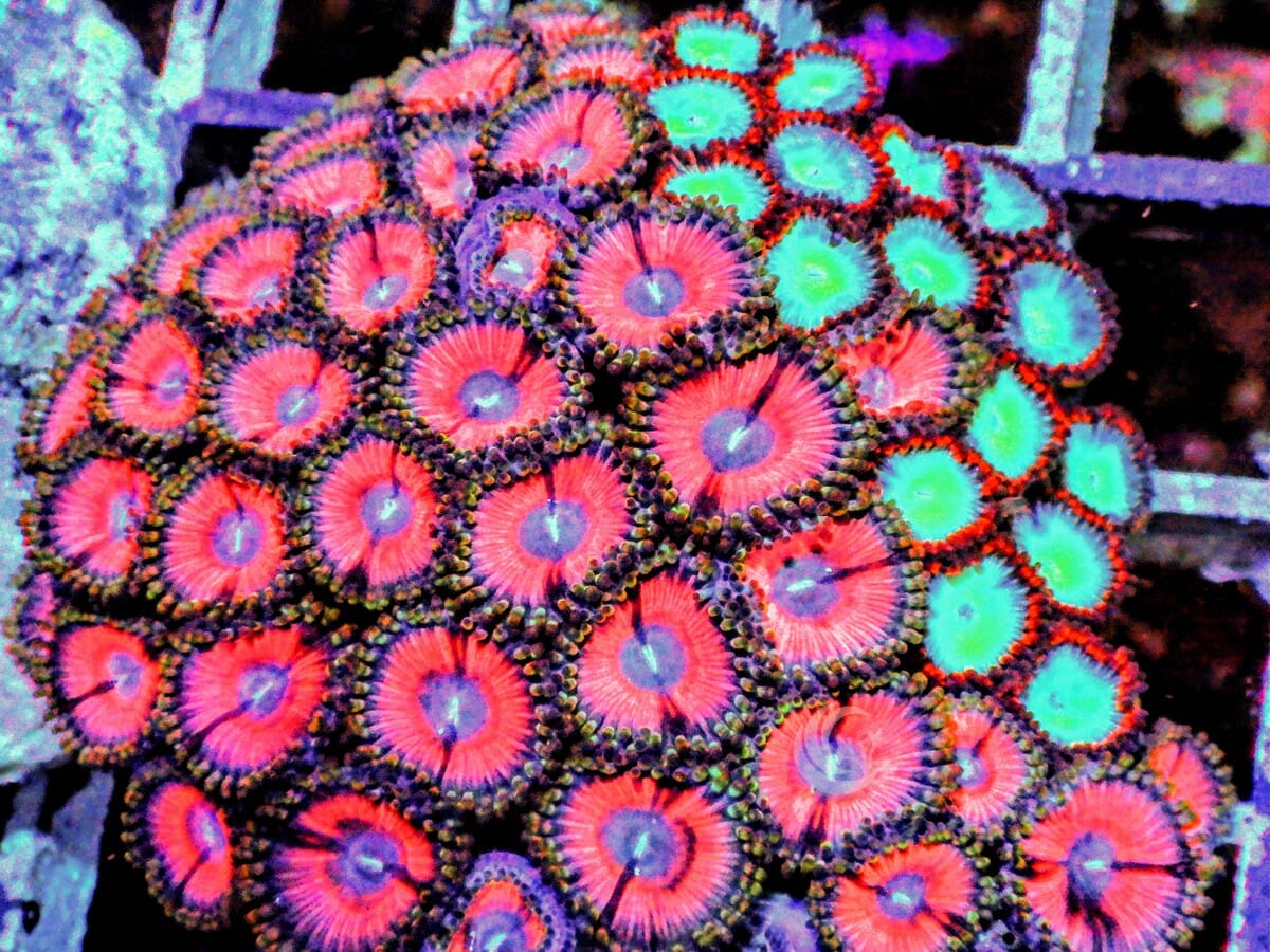 Ultra Zoanthid Combo