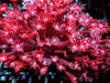 Red Goniopora