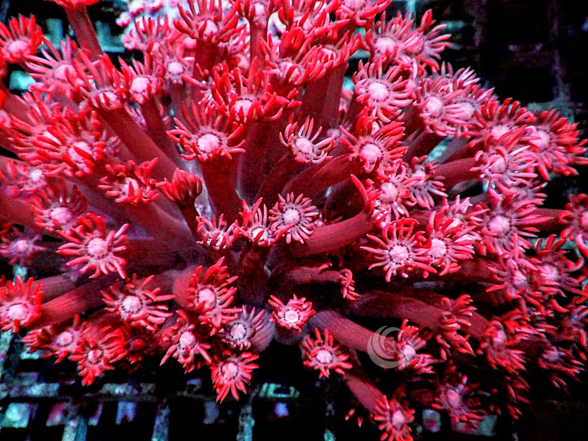 Red Goniopora