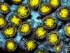 Lazer Lemon Zoanthids