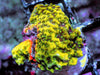 Fire rim Encrusting Montipora