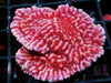 Strawberry Medusa Plating Montipora