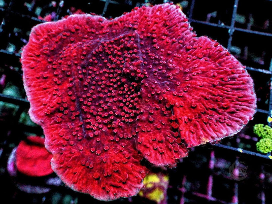 Dark Cherry Plating Montipora