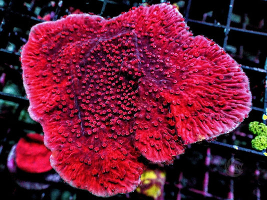 Dark Cherry Plating Montipora