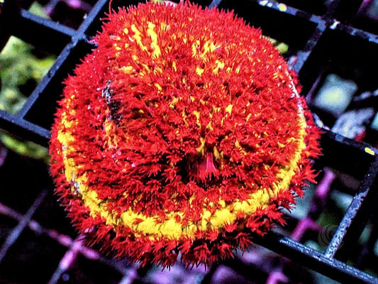 Burning Banana Stylocoeniella