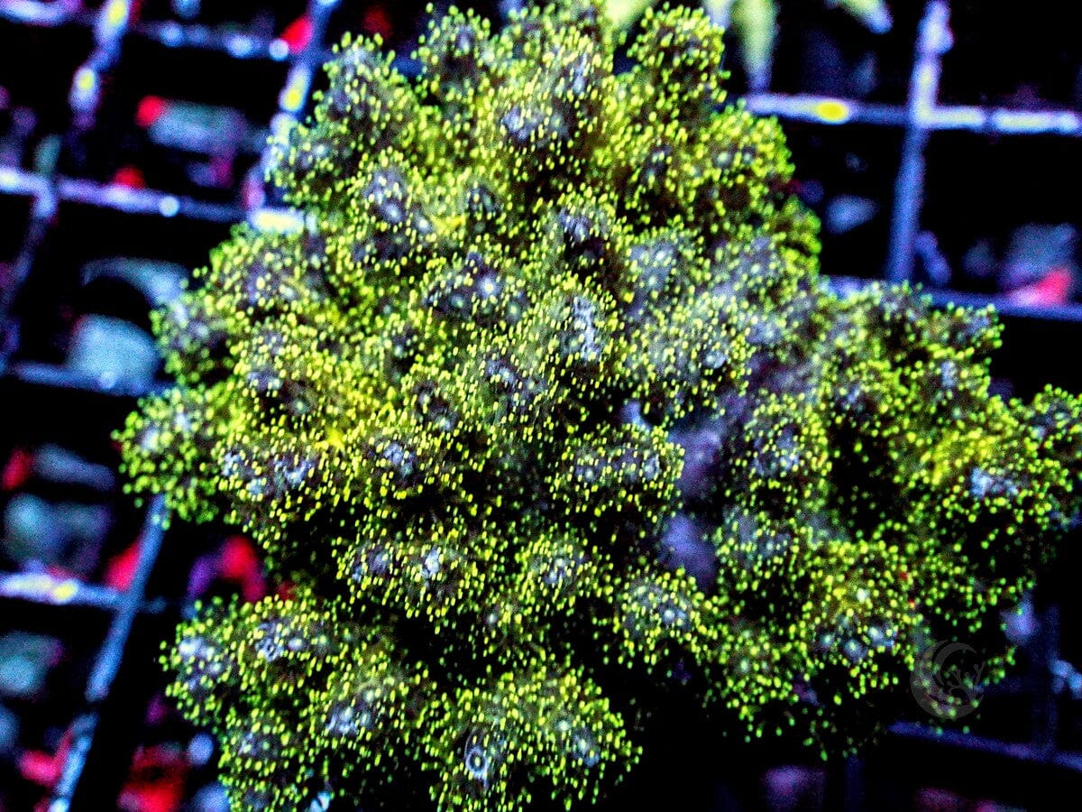 Shimmering Pocillopora