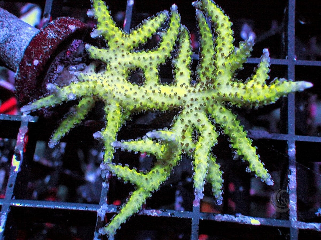Neon Polyp Bird&