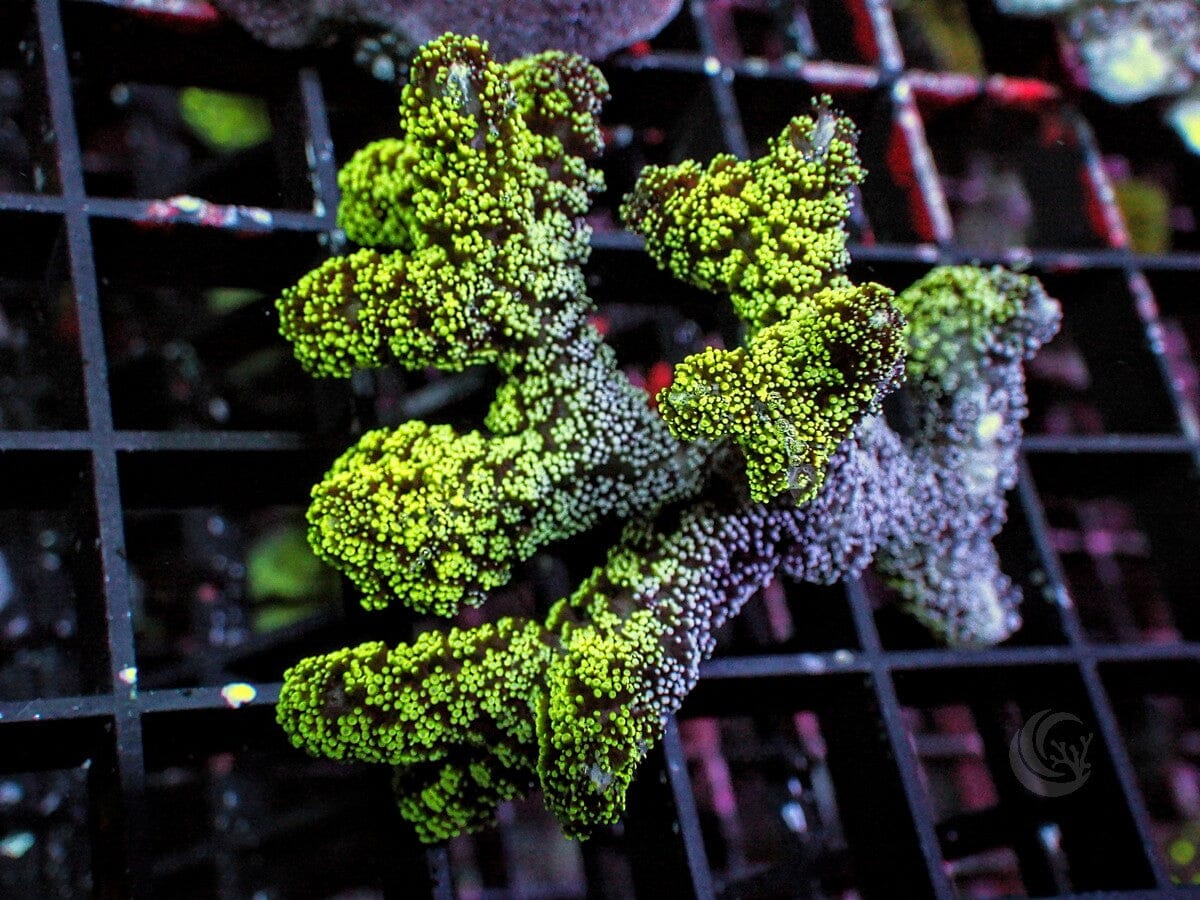 Neon Polyp Bird's Nest