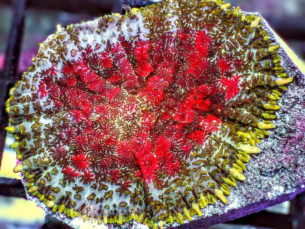 Cherries Jubilee Rhodactis Mushroom