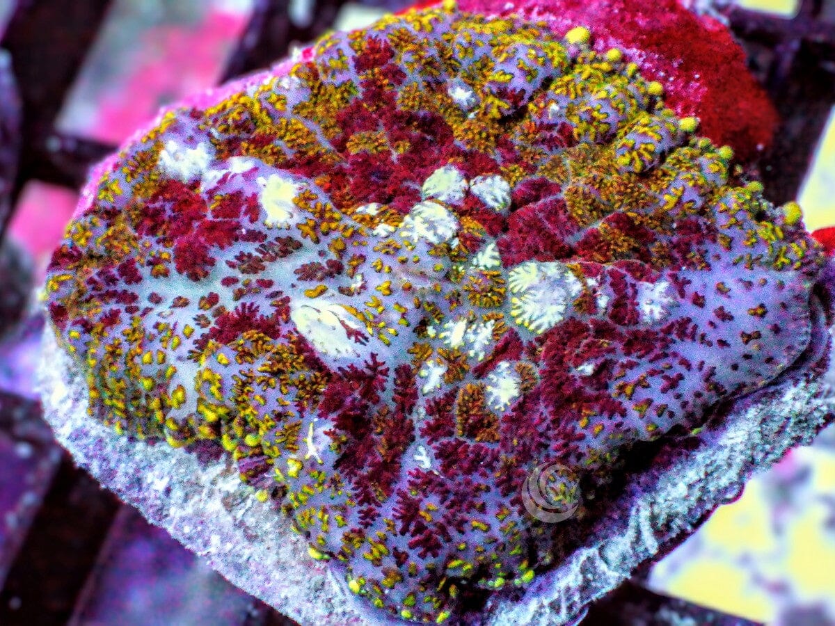 The Royal Rhodactis Mushroom