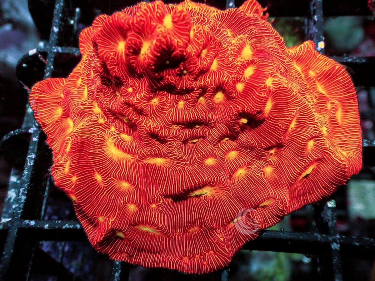 Jack O Lantern Leptoseris