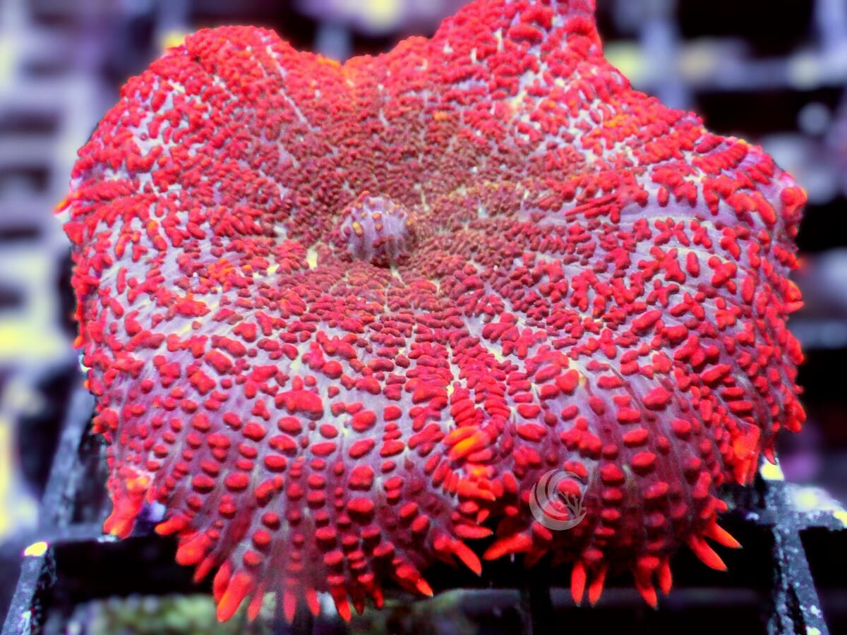 Red-Orange Rhodactis Mushroom