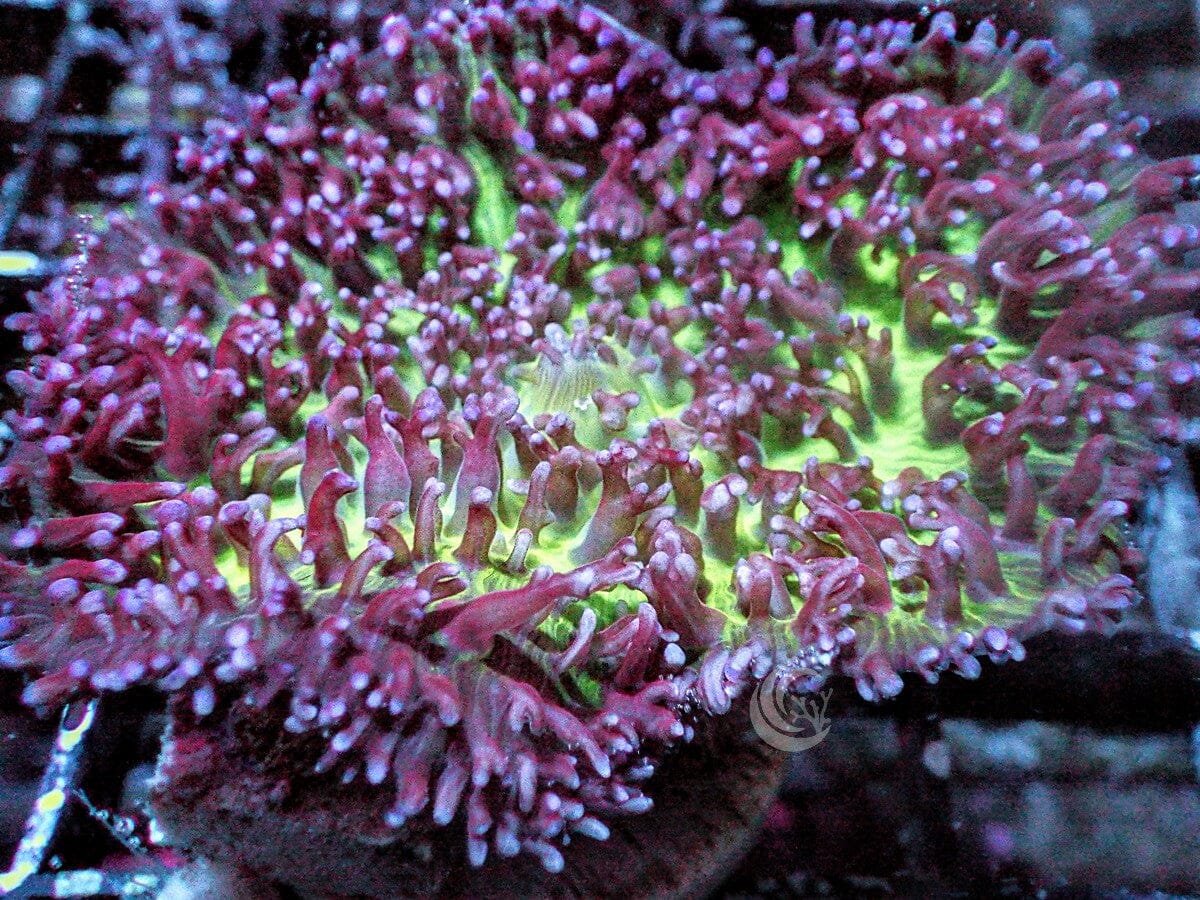 Lavender tip Hairy Mushroom