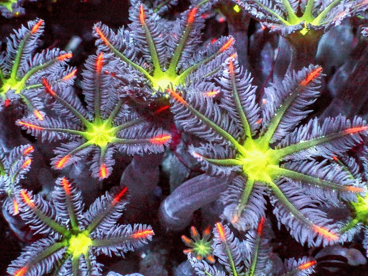 Fireworks Clove Polyps