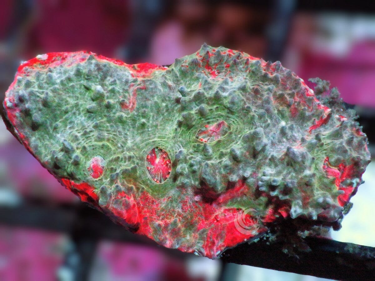 Fire Starter Chalice