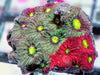 Bipolar War Coral Favites