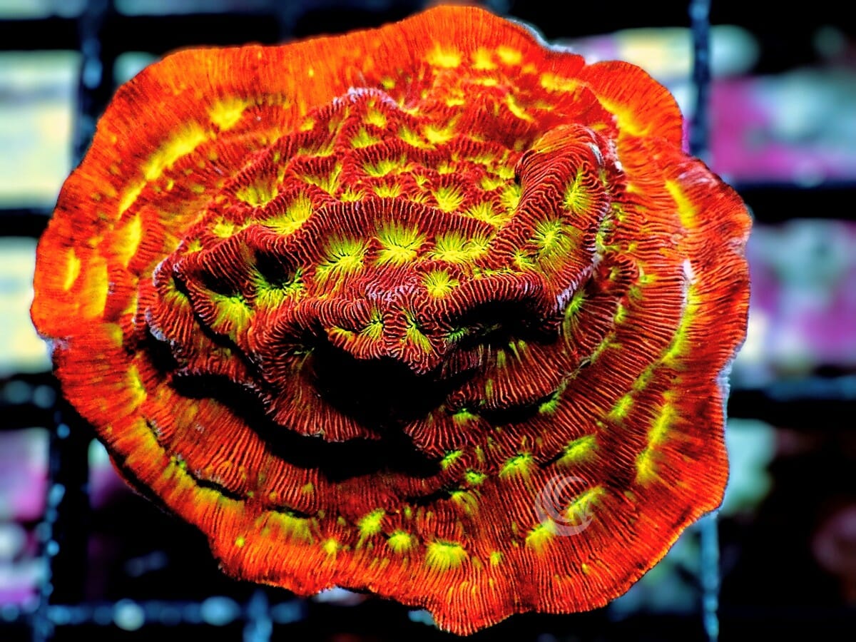 Jack O Lantern Leptoseris