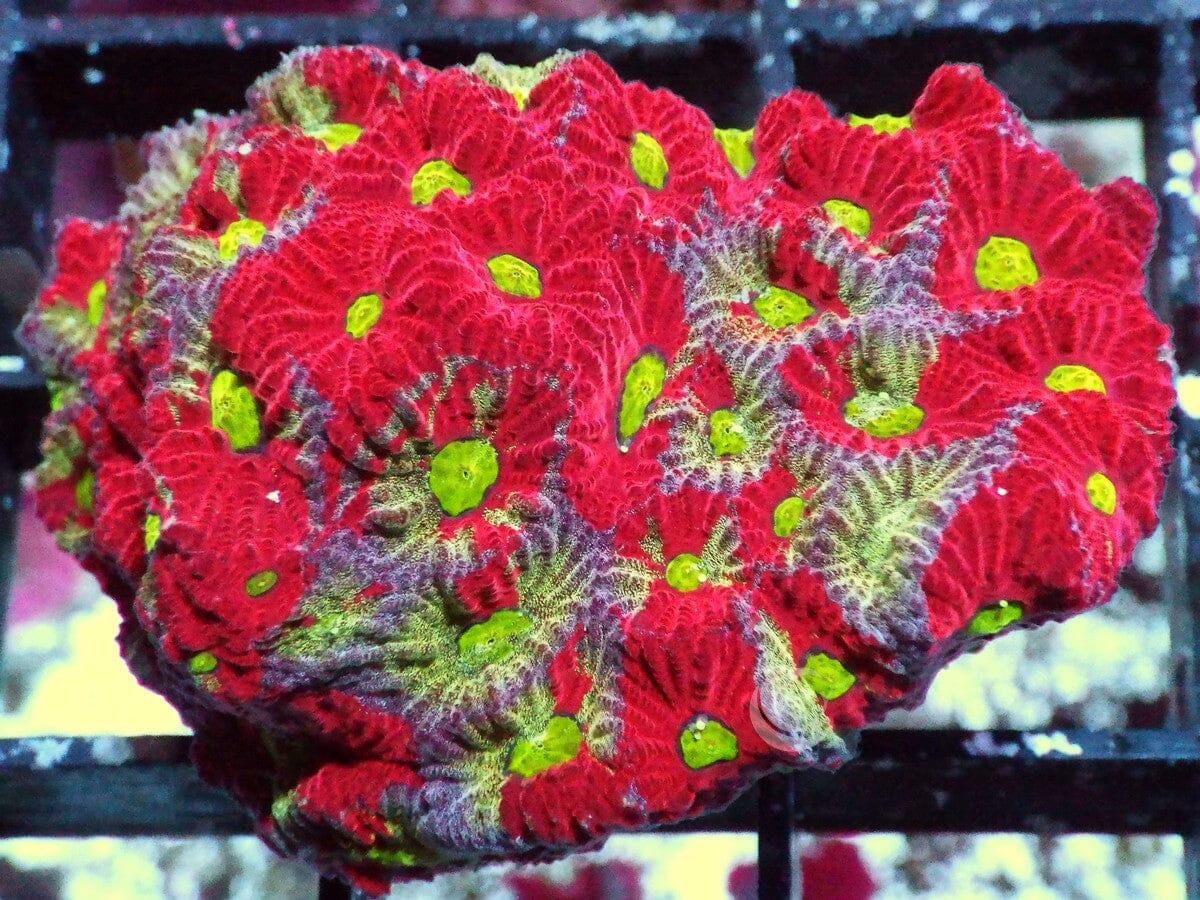Mottled War Coral Favites