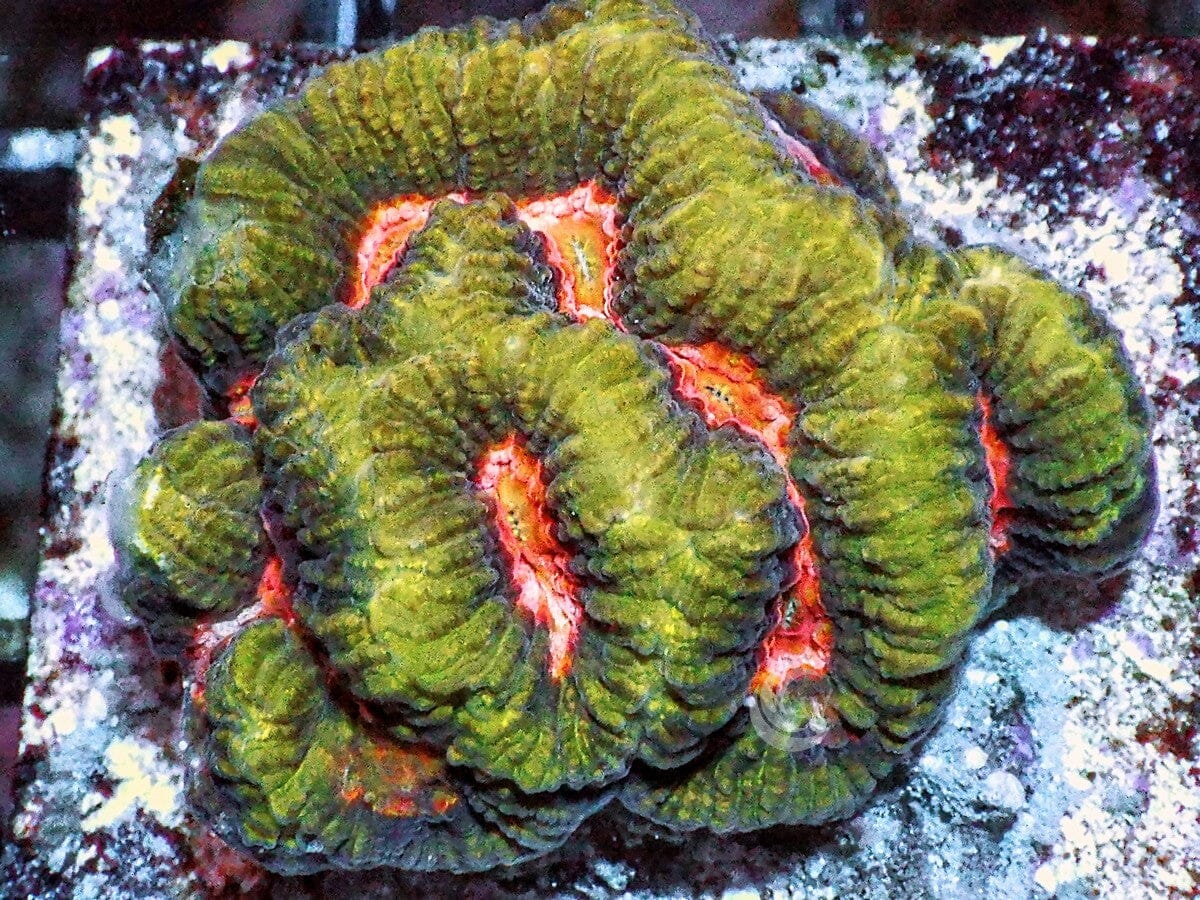 Radioactive Brain Platygyra