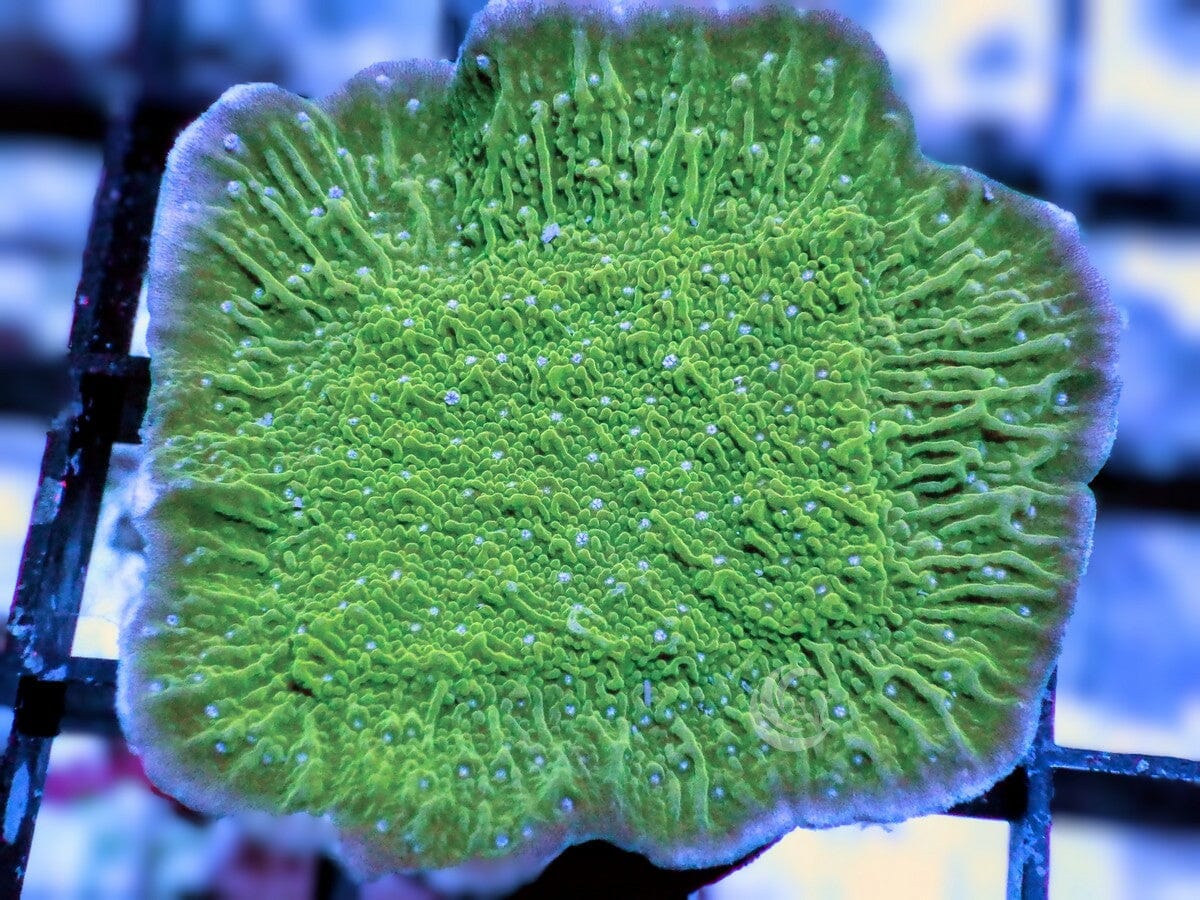 Blue Flower Petals Plating Montipora