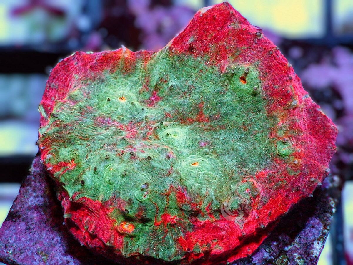 Ring of Fire Chalice