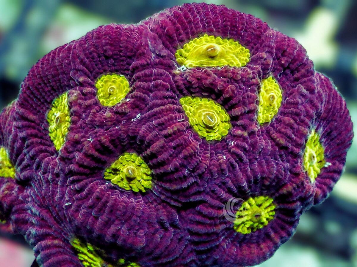 Lemon Meringue Favia