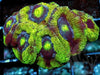 Mottled Green Acan lordhowensis