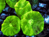 Kryptonite Caulastrea