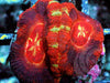 Ultra Acan lordhowensis