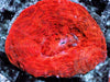 Red Acan bowerbanki