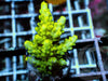 Lemon-Lime Acropora