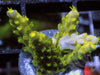 Lemon-Lime Acropora