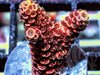 Rose Acropora millepora