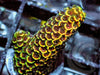 Golden Dragonscale Acropora