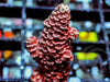 Rose Acropora millepora