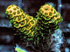 Lemon-Lime Acropora millepora