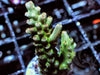 Rouge tip Green Acropora