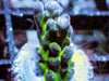 Purple tip Green Myagi Tort Acropora