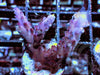 Purple Beast Acropora