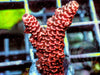 Rose Acropora millepora