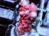 Red Polyp Table Acropora