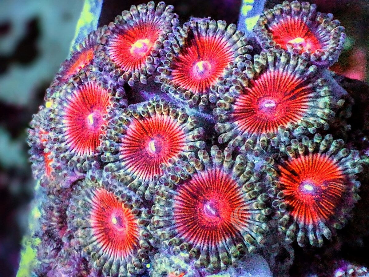 Ultra Zoanthid