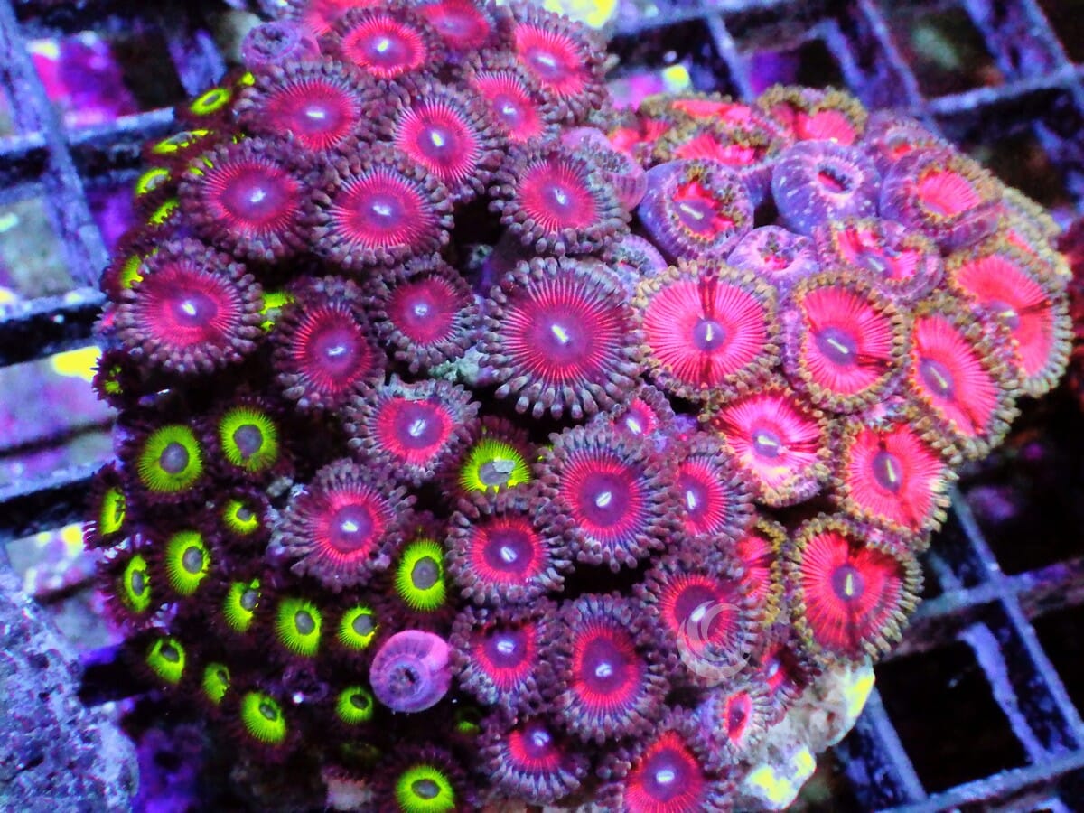 Ultra Zoanthid