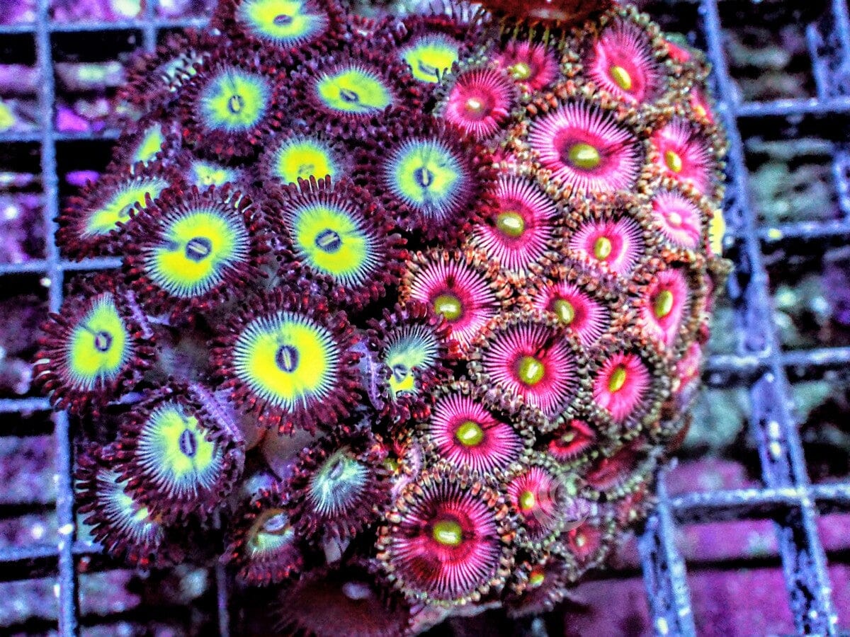 Ultra Zoanthid Combo