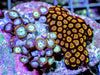 Ultra Zoanthid combo