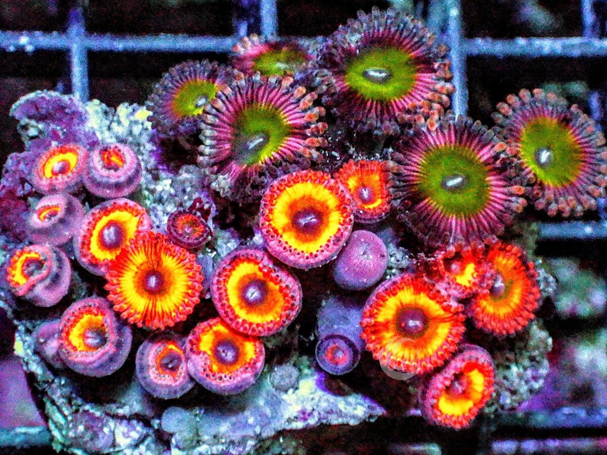 Ultra Zoanthid Combo