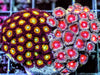 Ultra Zoanthid Combo