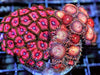 Ultra Zoanthid Combo