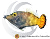 Fantail Filefish